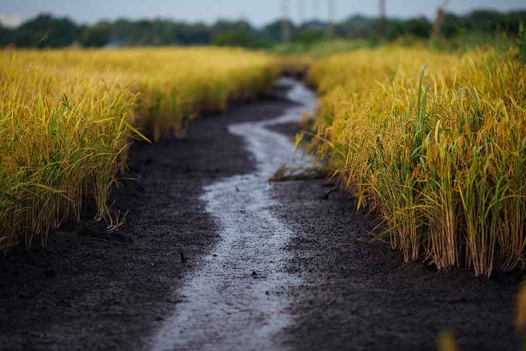 Vegetation Management